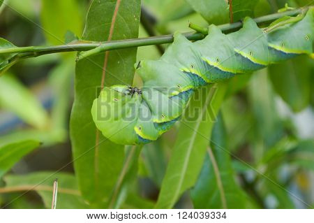close up green caterpillar on limb , Pergesa acteus