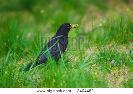 Black thrush  - Turdus merula male bird, sitting in the spring green grass and holding worms in the yellow beak