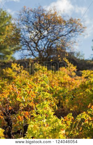 Winery Forest vineyard agriculture harverst autumn Troodos Cyprus
