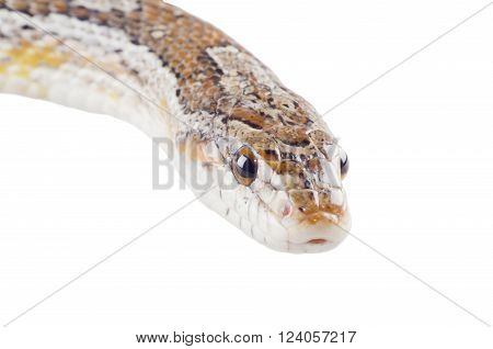 Closeup of a corn snake (isolated on white)