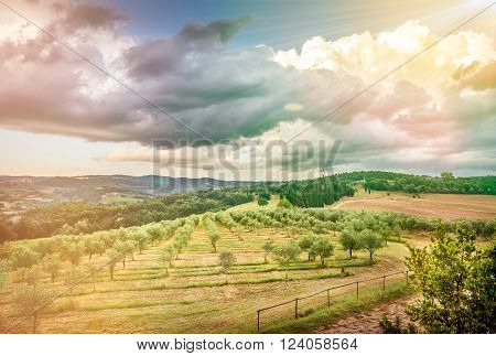 Sunlbeams over olive field in Tuscany. Italian countryside landscape.