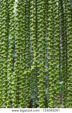 small round green fruits of tropical tree ( fishtail palm). natural plant texture