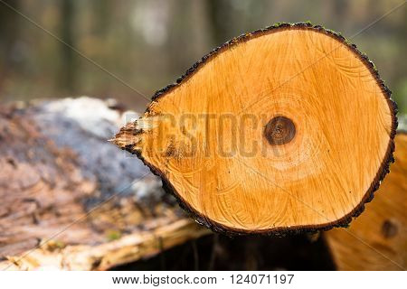 closeup of yellow section of cut tree with dark spot in the middle with marks from a saw