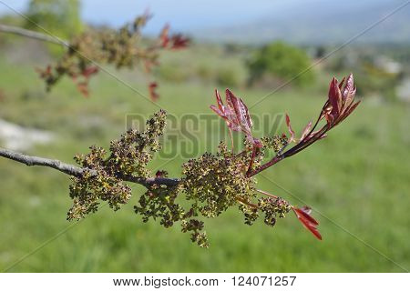 Turpentine Tree - Pistacia terebinthus
Flowers & fresh leaves leaves