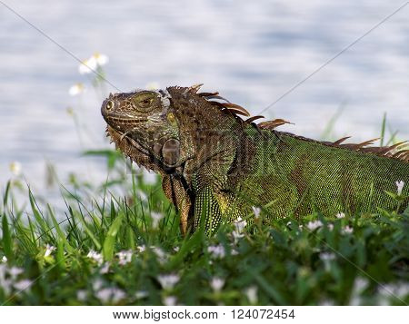 Molting Green Iguana in grass by a lake