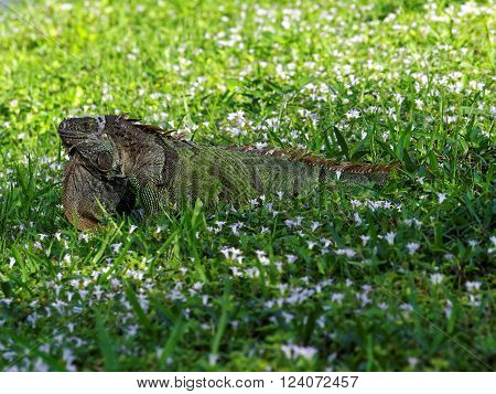 Molting Green Iguana in green grass surrounded by weeds growing wildflowers