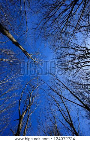 Looking up to the blue sky on a cold day through beeches which have lost their leaves