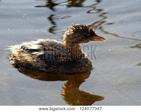 Pied Billed Grebe swimming in Florida Wetlands