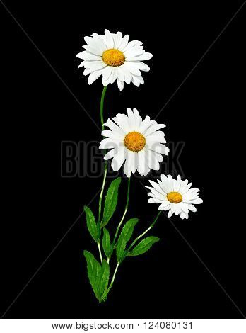 daisies summer white flower isolated on black background. White flowers