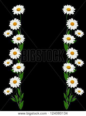 daisies summer white flower isolated on black background. White flowers