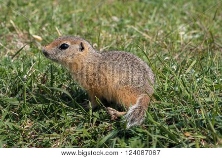 Young Gopher in a green summer grassland.
** Note: Soft Focus at 100%, best at smaller sizes