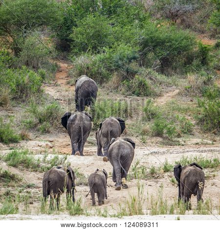 Specie Loxodonta africana family of Elephantidae, herd of african bush elephant in the bush