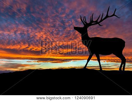 Silhouette Of Red Deer Elk At Sunset