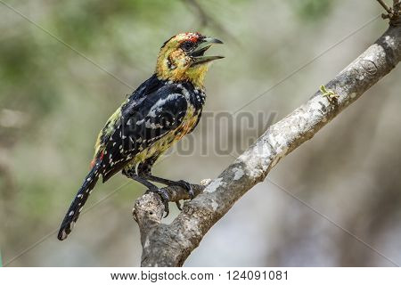 Specie Trachyphonus vaillantii family of Ramphastidae, crested barbet on a branch in South Africa
