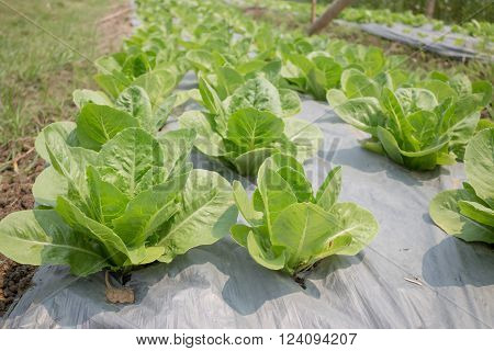 Organic vegetable growing in farm stock photo