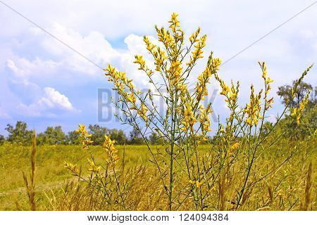 Bunch of wild herbaceous yellow flowers in summertime Kinburn Spit Ukraine