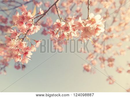 Vintage cherry blossom - sakura flower. nature background