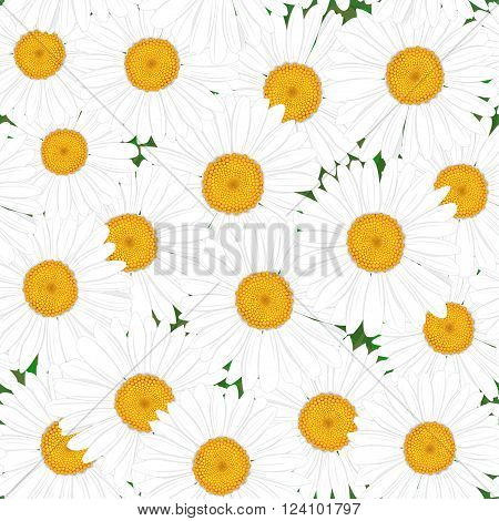 Seamless texture in a field of daisies