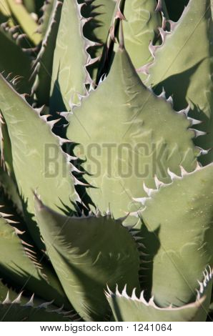 Cactus spinoso