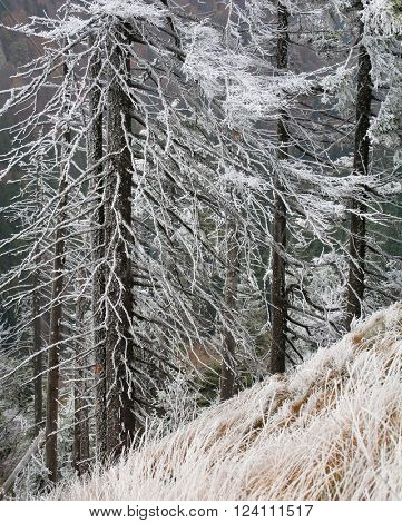 Late autumn in Cozia National Park, Romania, Europe