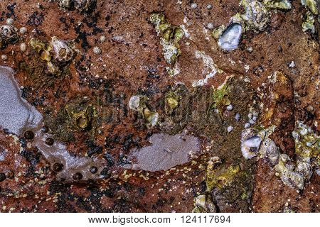 Wall texture with oyster shells close up