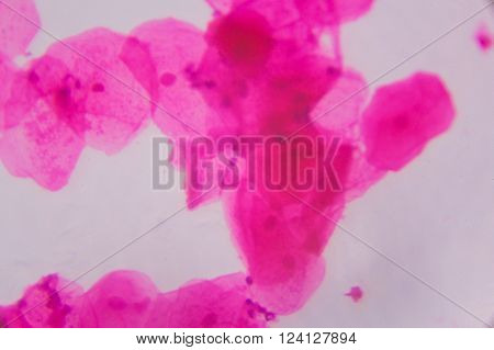 Hemerocallis citrina mature anther under the microscope - Abstract pink dots on white background
** Note: Visible grain at 100%, best at smaller sizes