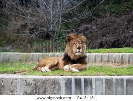 Lion Sitting at home at the zoo in Madrid.
** Note: Visible grain at 100%, best at smaller sizes