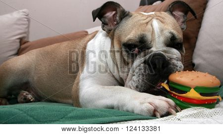 English Bulldog play with a sandwich toy