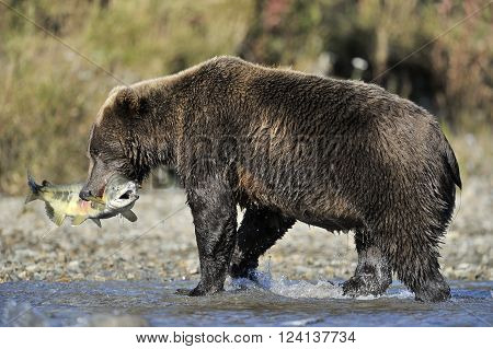 Grizzly bear with just caught fish in mouth
** Note: Visible grain at 100%, best at smaller sizes