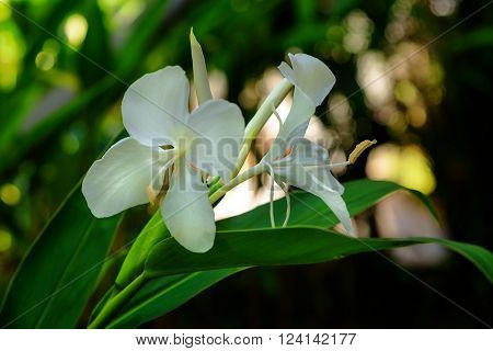 White Ginger Lily Flower