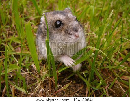 Little djungarian hamster in grass exploring world