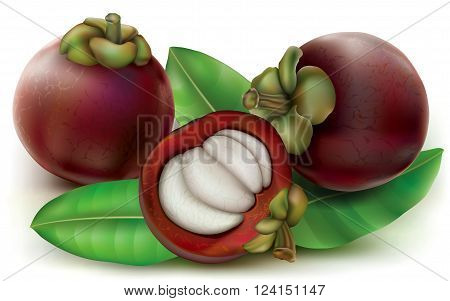 Mangosteen fruits with fruit cut open. Garcinia mangostana. Vector illustration