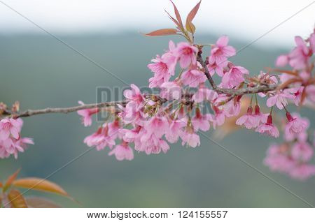 flower flowers pink flower flower background flower nature