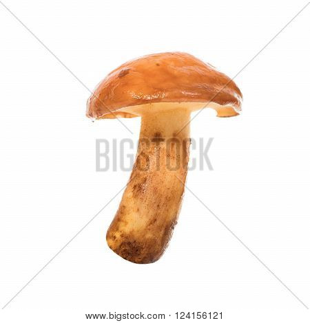 Edible Mushroom