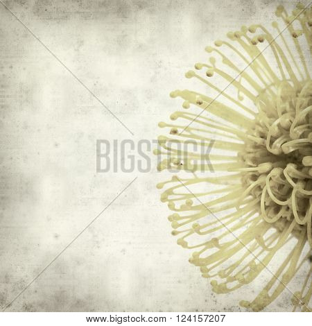 textured old paper background with protea flower