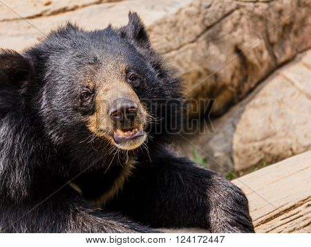 asiatic black bear near the pool And timber