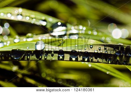 Wet Blades Of Grass