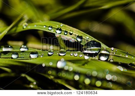 Wet Blades Of Grass