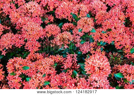 Ixora red flowers on the bed of garden
