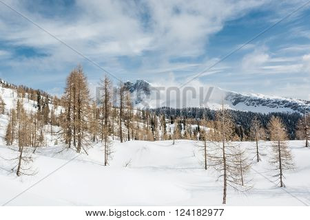 Larch forest in the winter. Seasonal photo at Komna, Slovenia.