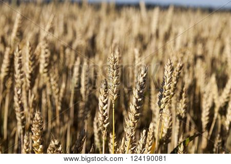 Agricultural Field On Which Grow Up Cereals Wheat, Belarus, Ripe And Yellowed Cereals, Small Depth O