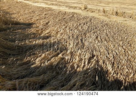 Agricultural Field On Which Grow Up Cereals Wheat, Belarus, Ripe And Yellowed Cereals, Small Depth O