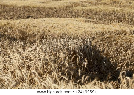 Agricultural Field On Which Grow Up Cereals Wheat, Belarus, Ripe And Yellowed Cereals, Small Depth O