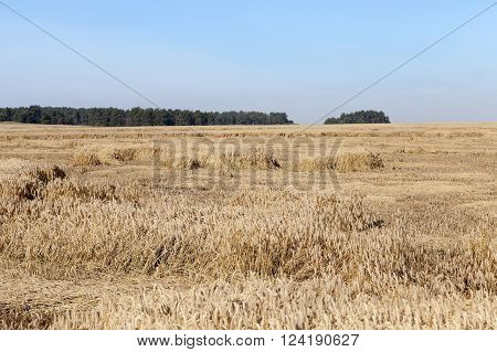 Agricultural Field On Which Grow Up Cereals Wheat, Belarus, Ripe And Yellowed Cereals, Small Depth O