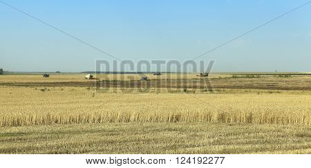 Agricultural Field On Which Grow Up Cereals Wheat, Belarus, Ripe And Yellowed Cereals, Small Depth O