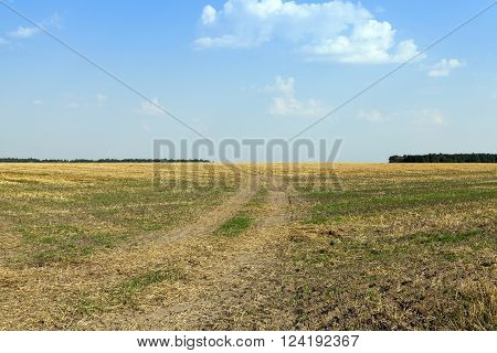 Agricultural Field On Which Grow Up Cereals Wheat, Belarus, Ripe And Yellowed Cereals, Small Depth O