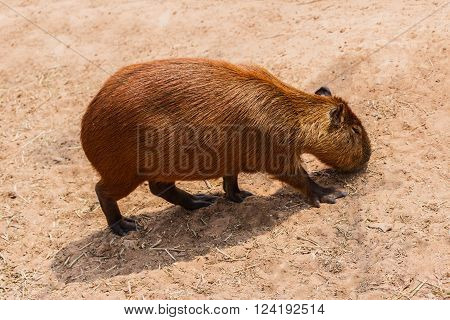 Brown Capybara (hydrochoerus hydrochaeris) in the zoo