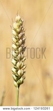 Agricultural Field On Which Grow Ripe Cereals