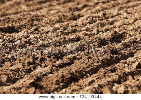 Agricultural Field On Which Grow Up Cereals Wheat, Belarus, Ripe And Yellowed Cereals, Small Depth O