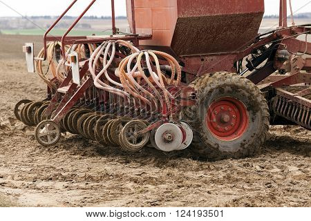 Agricultural Field On Which Grow Up Cereals Wheat, Belarus, Ripe And Yellowed Cereals, Small Depth O
